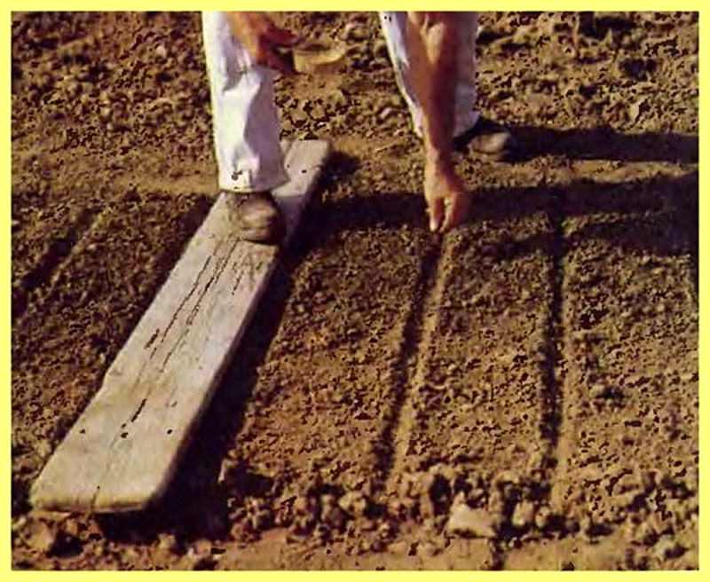 Как правильно высаживать морковь