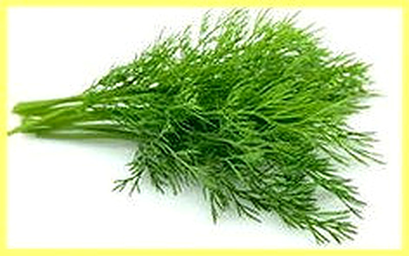 Укроп зеленый полезные свойства