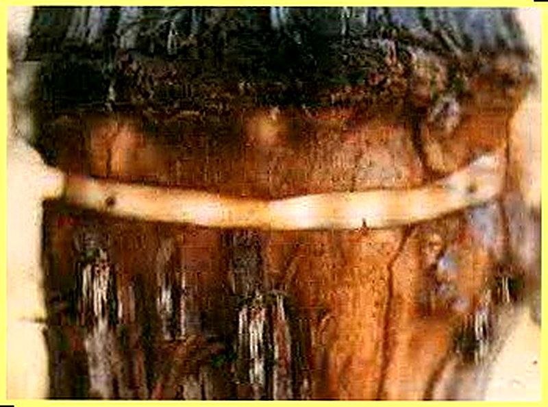 Кольцевание винограда 