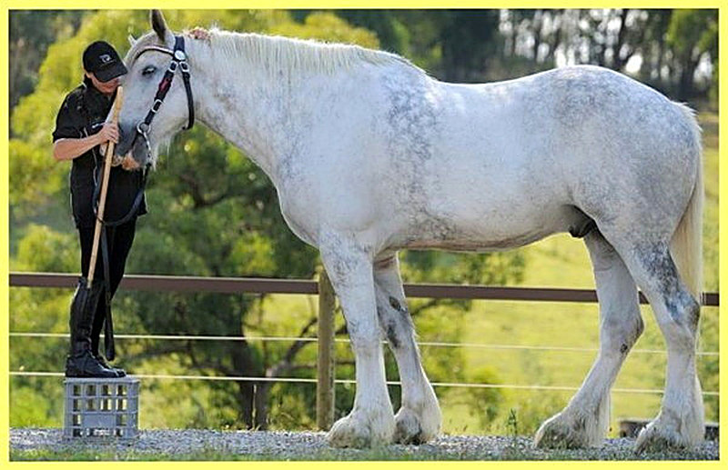 Рост и вес лошади