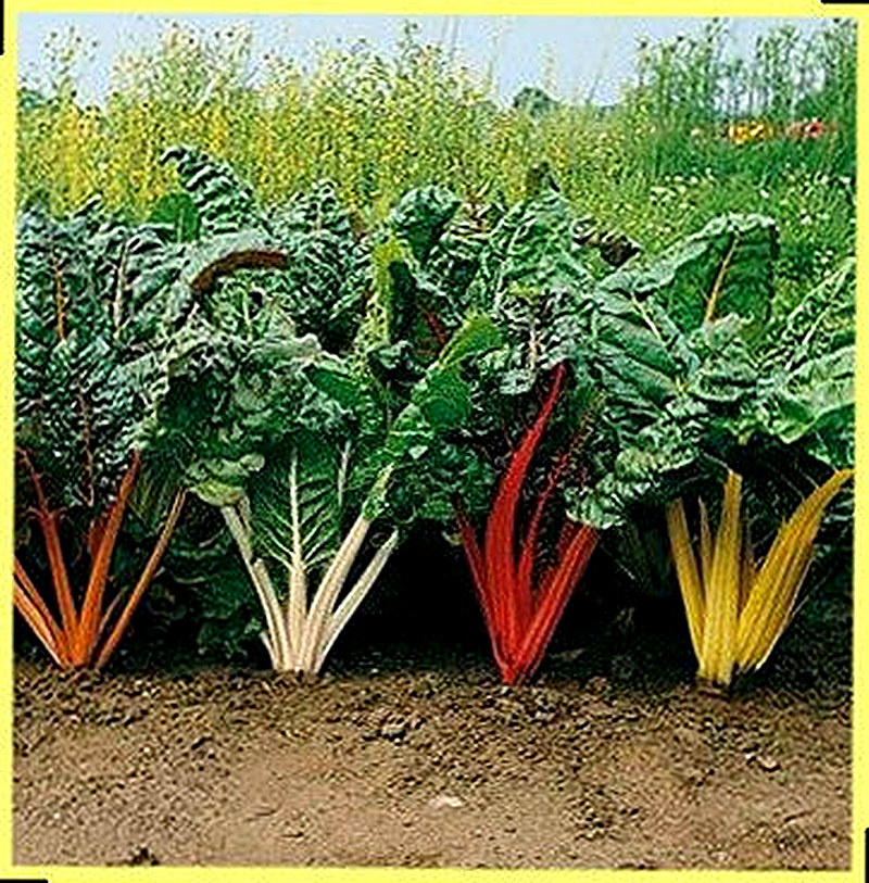 польза от красной свеклы