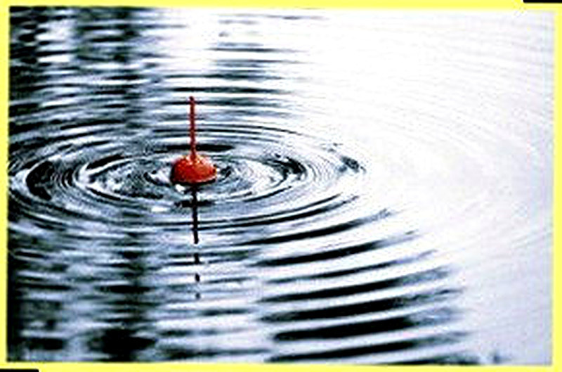 Как клюёт сиг