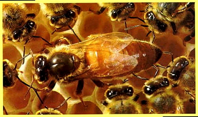 Роль матки в пчелиной семье