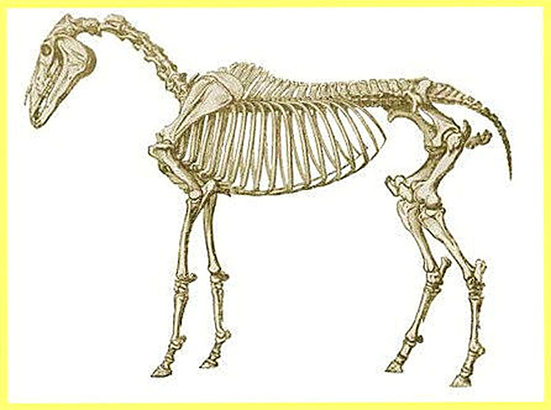 Скелет лошади