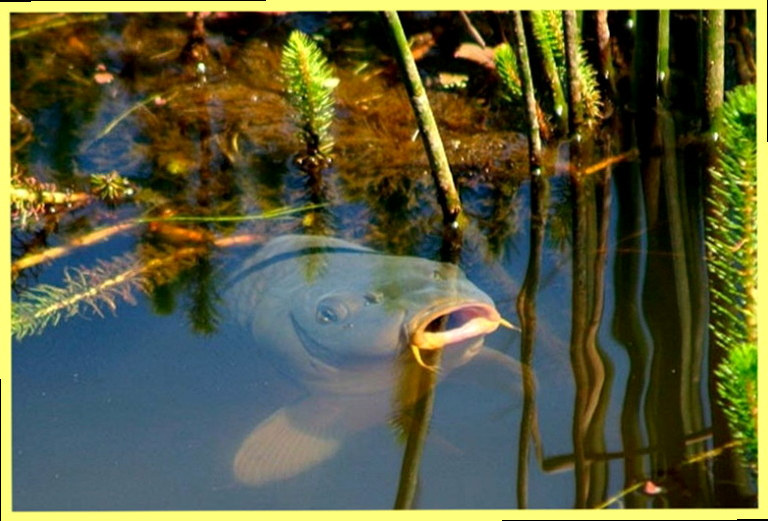 Приготовление гороха для рыбалки