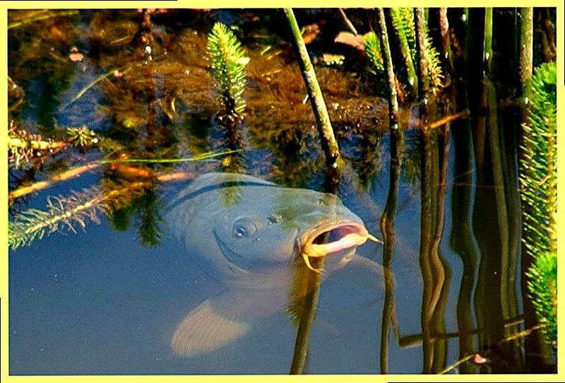 Приготовление гороха для рыбалки