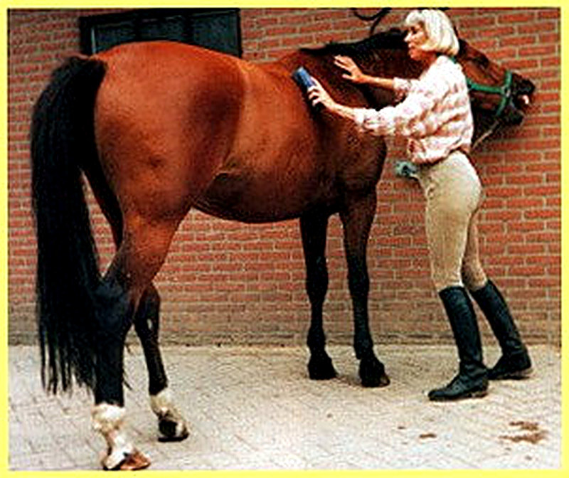 Как ухаживать за лошадью