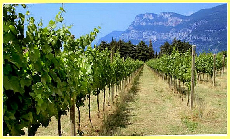 Место для виноградника