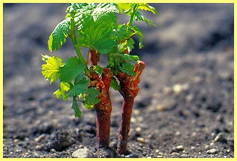 Время и способ посадки винограда