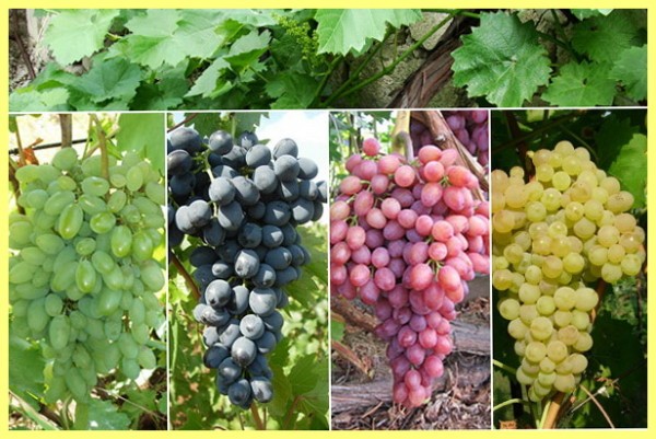 устройство виноградников