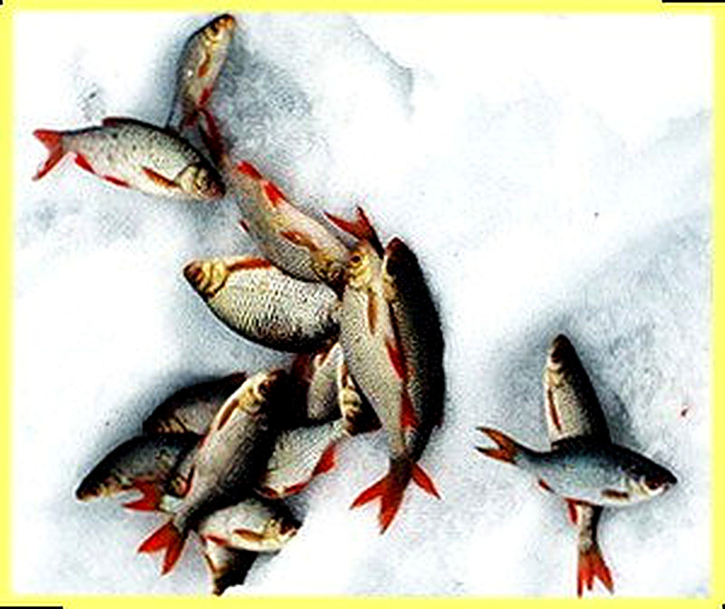 Как поймать краснопёрку