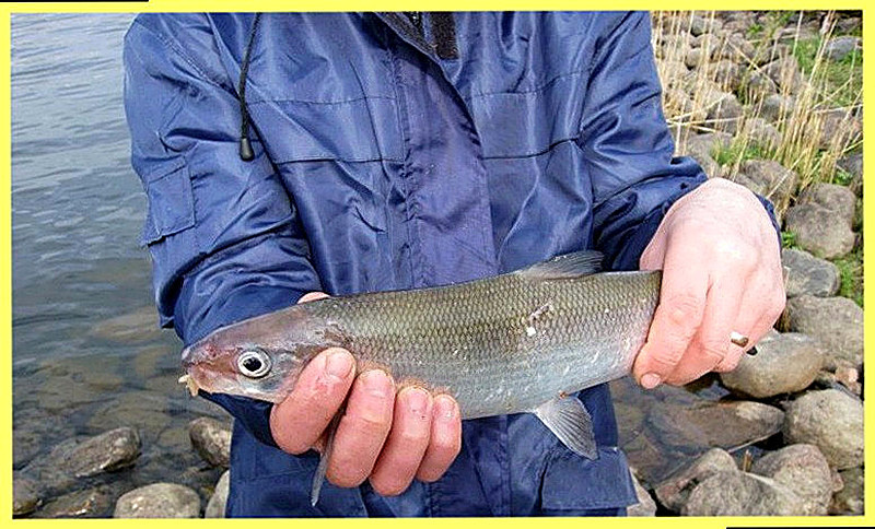 Как ловить сига летом