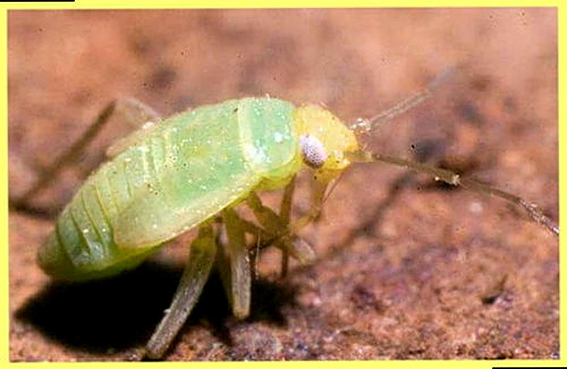 Капустная тля