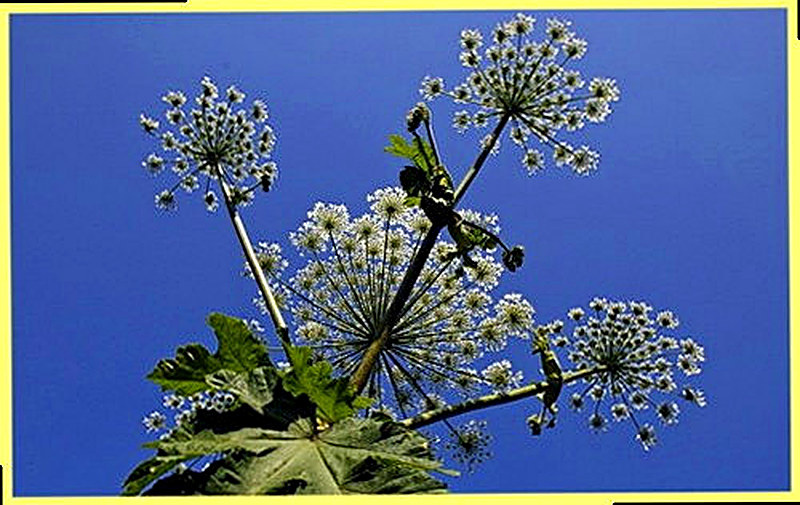 срезания цветущих зонтиков