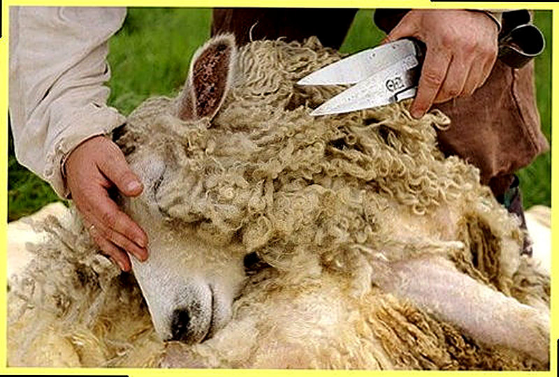 Стрижка овец
