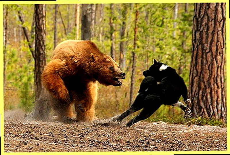 Охота на медведя с лайками