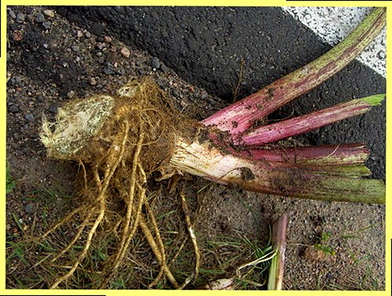 Выкапывание борщевика