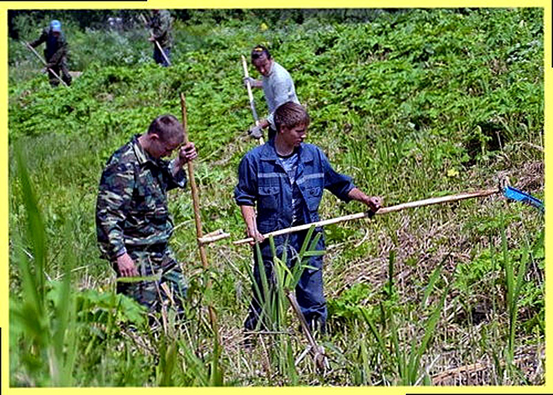 Скашивание борщевика