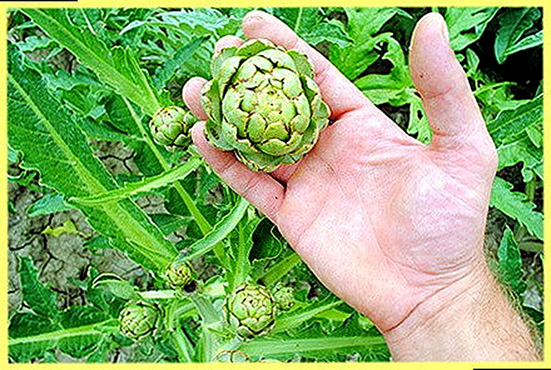 Что такое артишок и чем он полезен