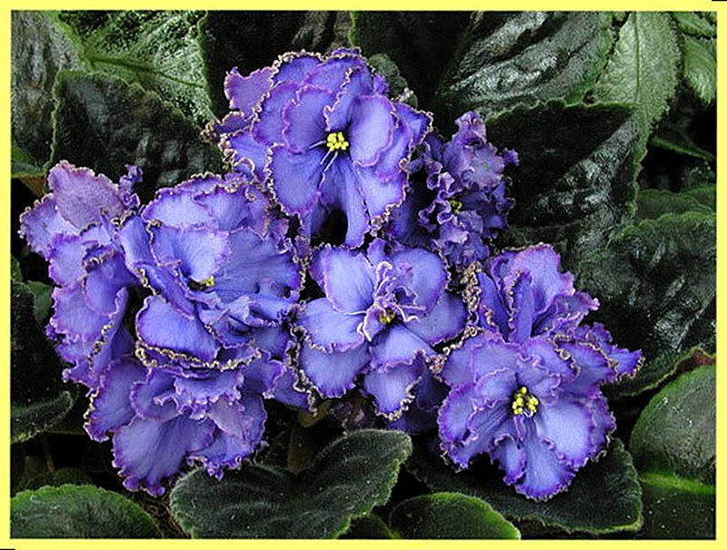 Комнатные фиалки