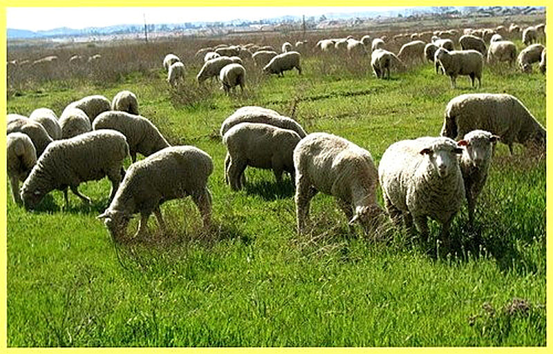 Овцы на пастбище