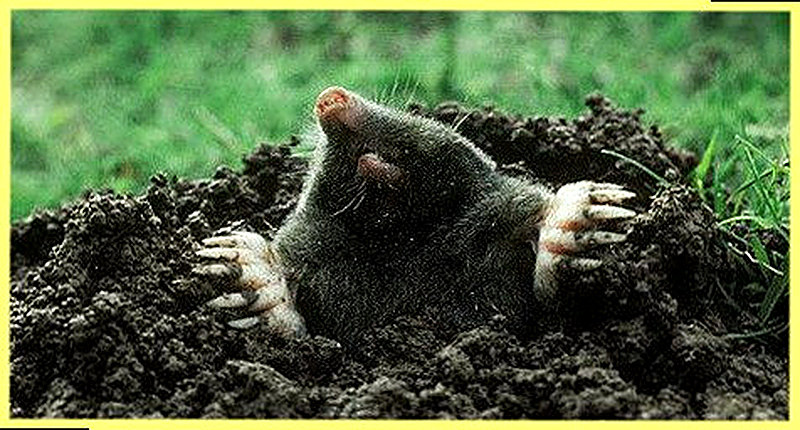 Черные — европейские кроты