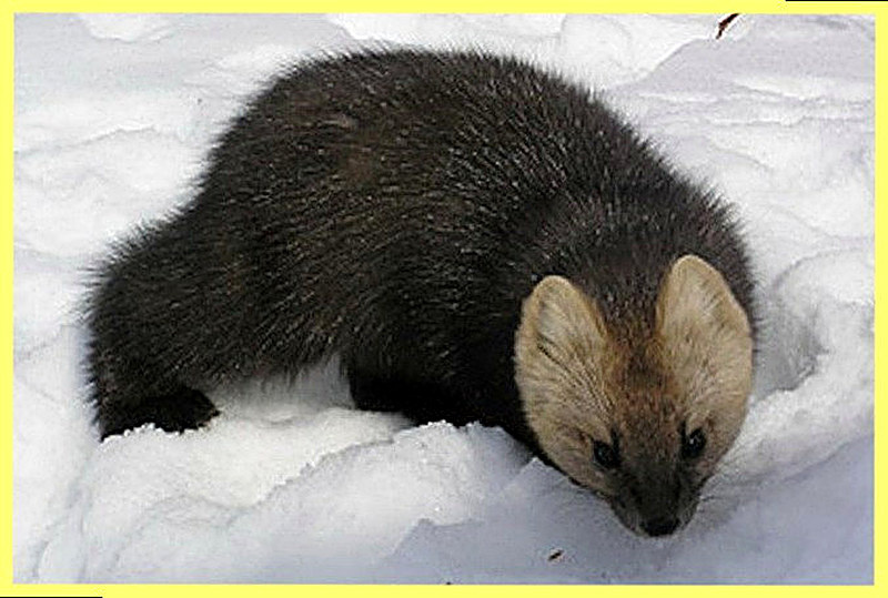 Как охотиться на соболя