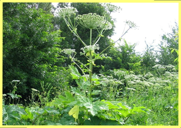 Как бороться с борщевиком на участке