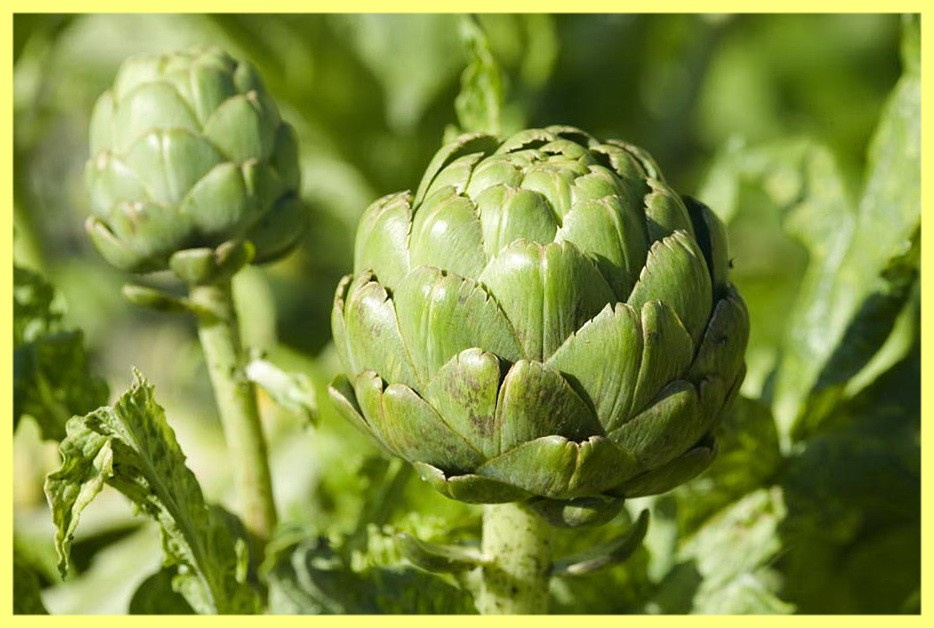 Артишок как выращивать