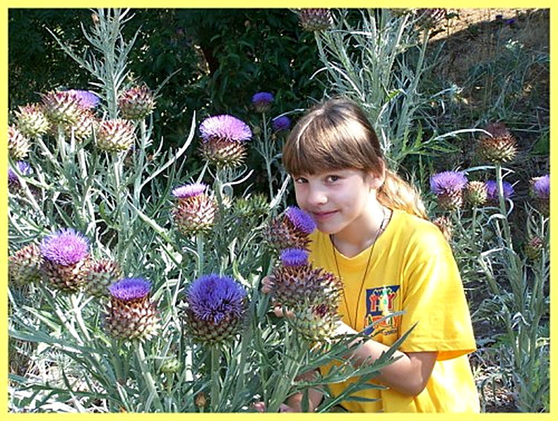 Как вырастить артишок на даче