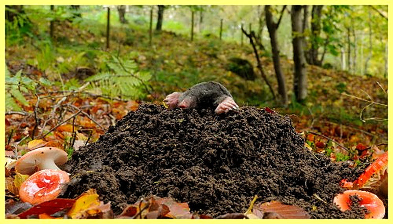 Лесные кроты