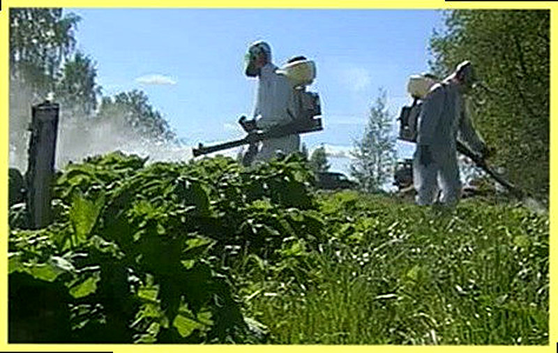 Химический способ борьбы с борщевиком