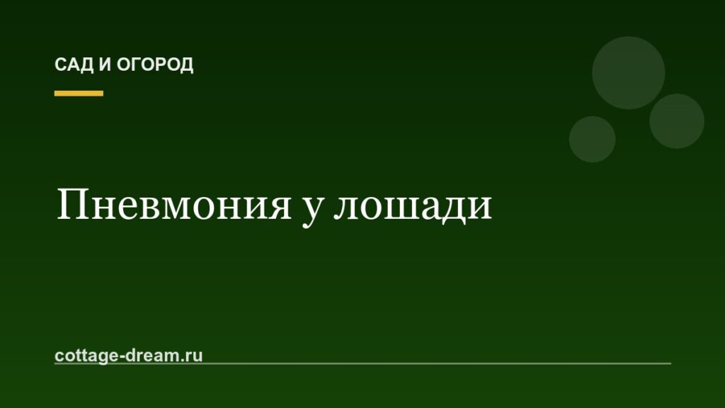 Пневмония у лошади: как лечить