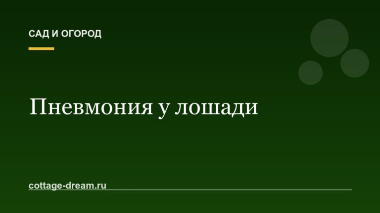 Пневмония у лошади: как лечить