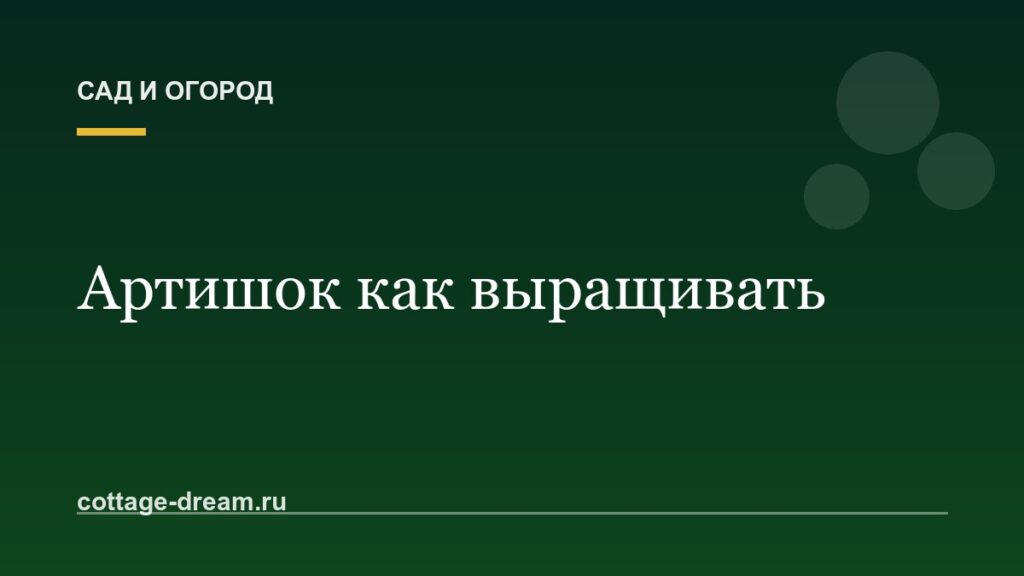 Артишок как выращивать: фото
