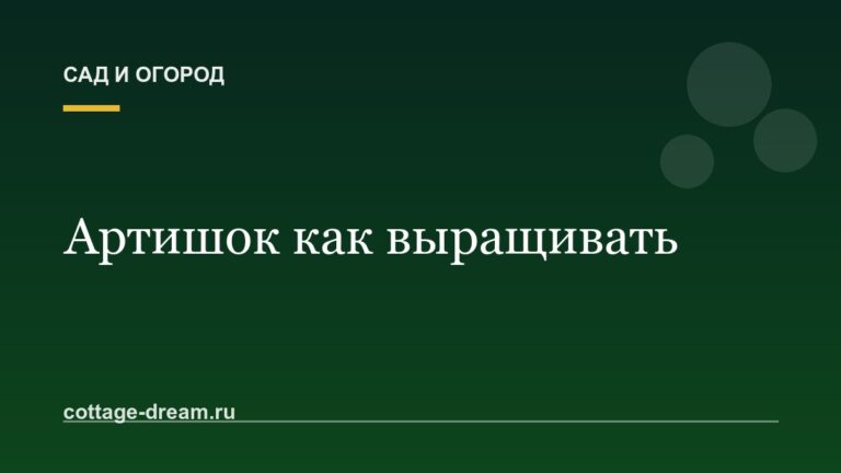 Артишок как выращивать: фото