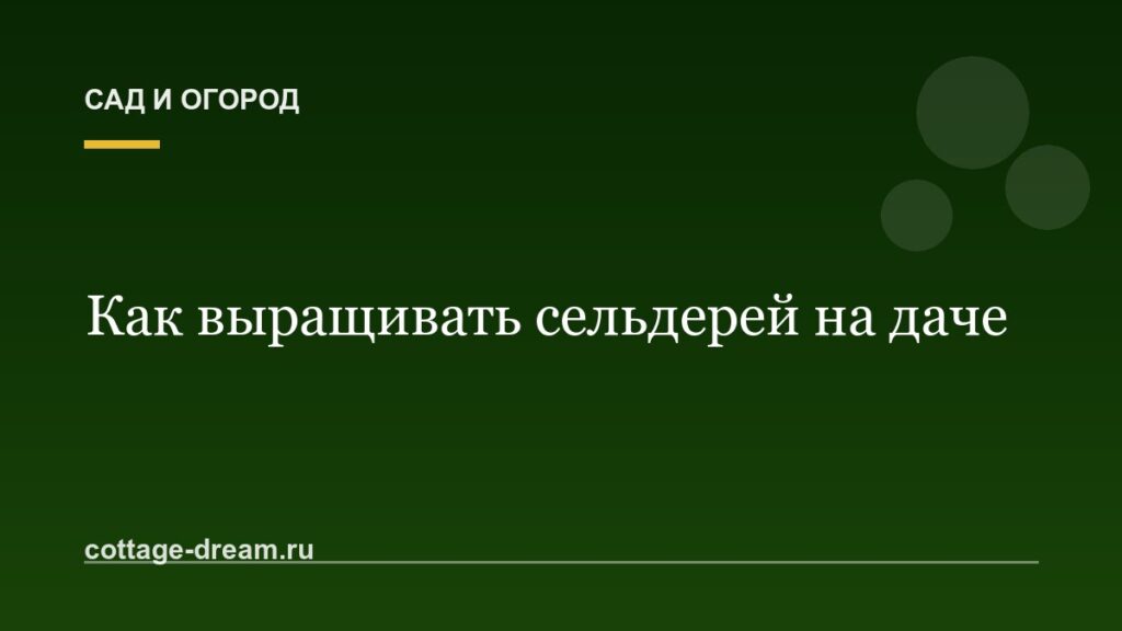 Как выращивать сельдерей на даче