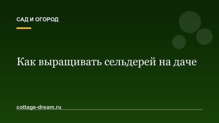 Как выращивать сельдерей на даче