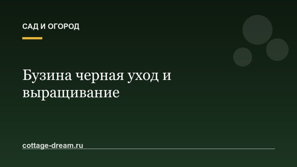 Бузина черная уход и выращивание
