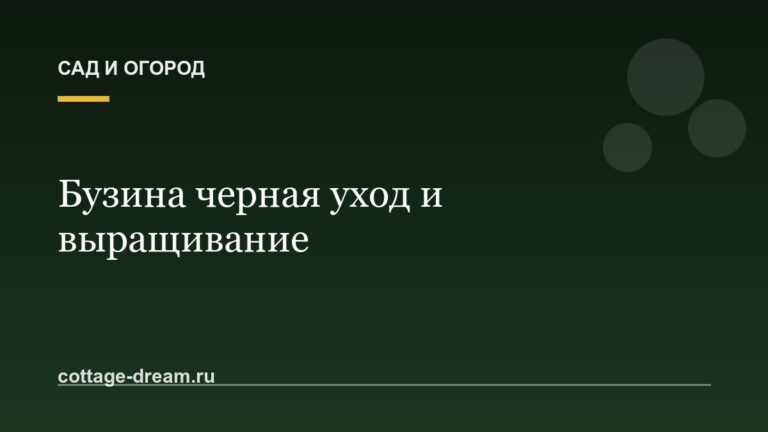 Бузина черная уход и выращивание