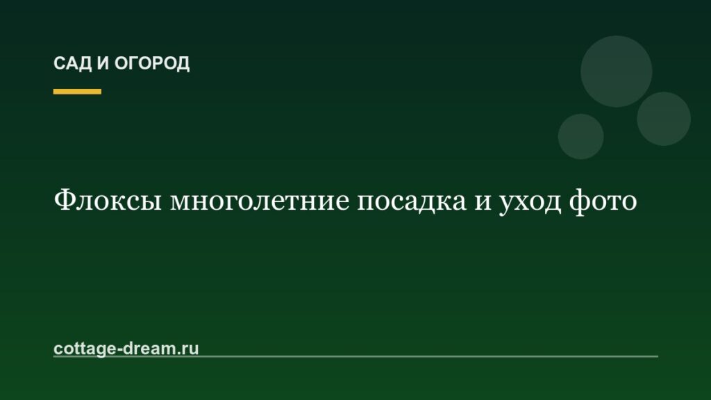 Флоксы многолетние посадка и уход фото