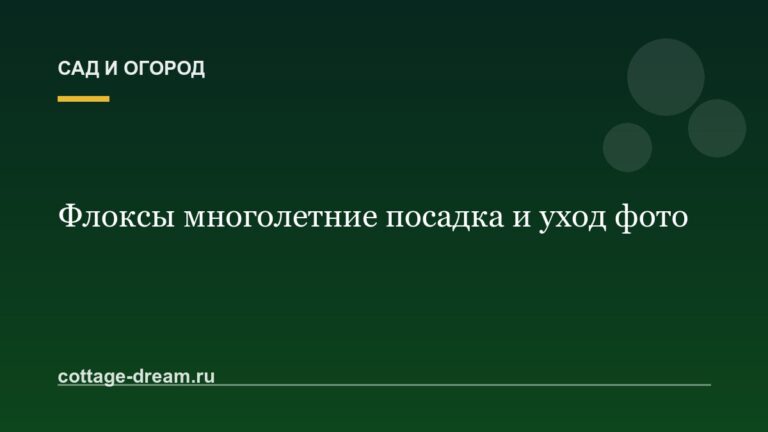 Флоксы многолетние посадка и уход фото