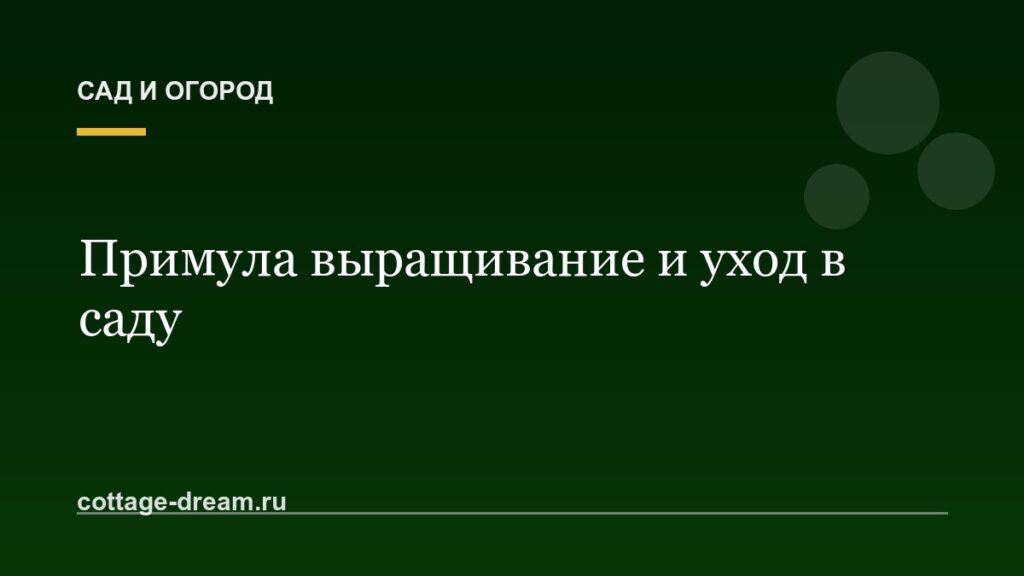 Примула выращивание и уход в саду