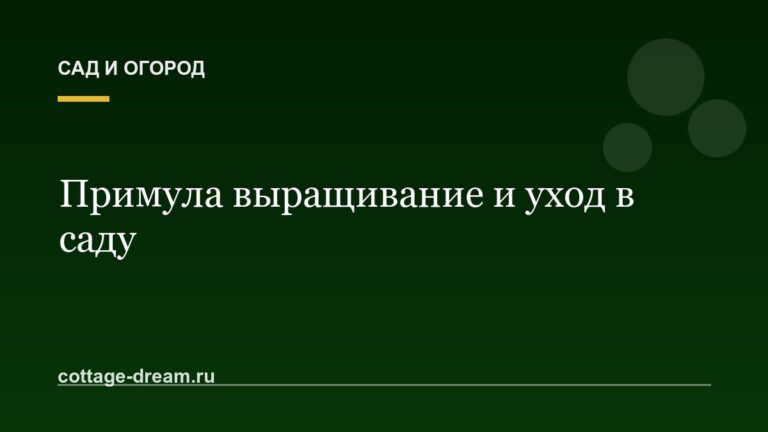 Примула выращивание и уход в саду