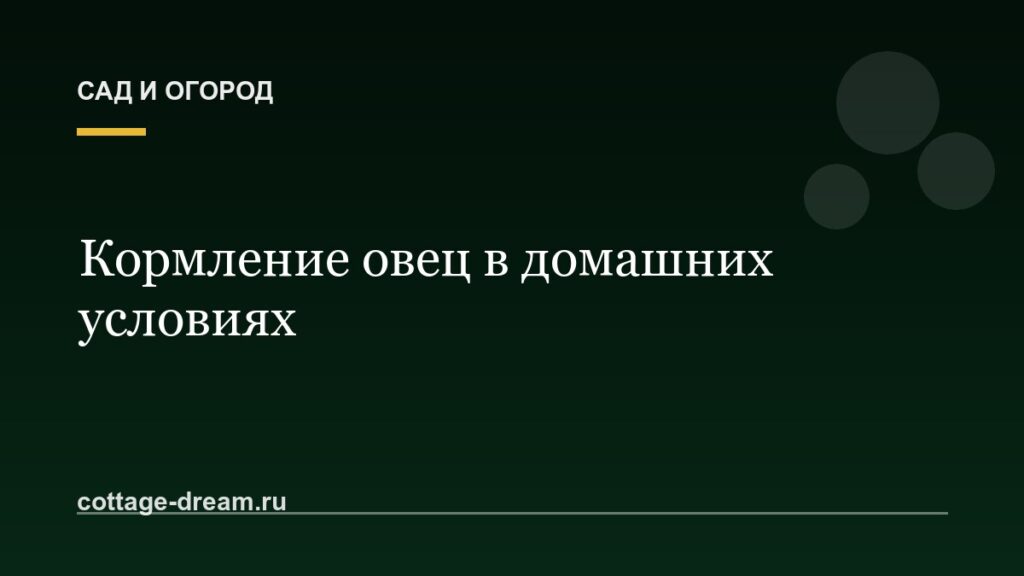 Кормление овец в домашних условиях: зимой и летом