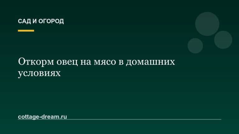 Откорм овец на мясо в домашних условиях