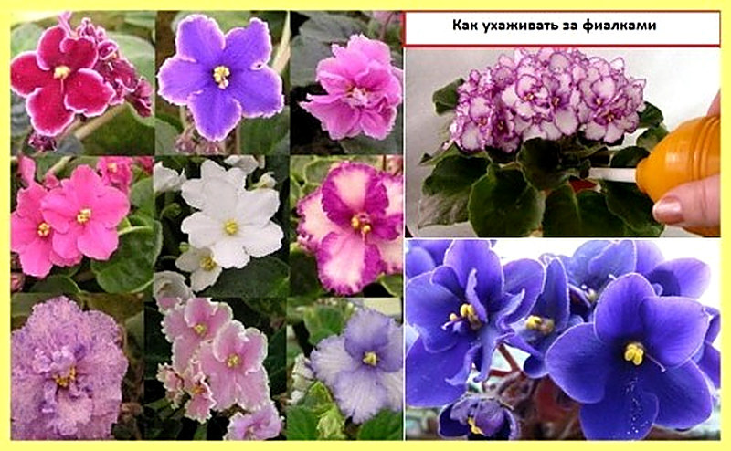 Правила ухода комнатными фиалками