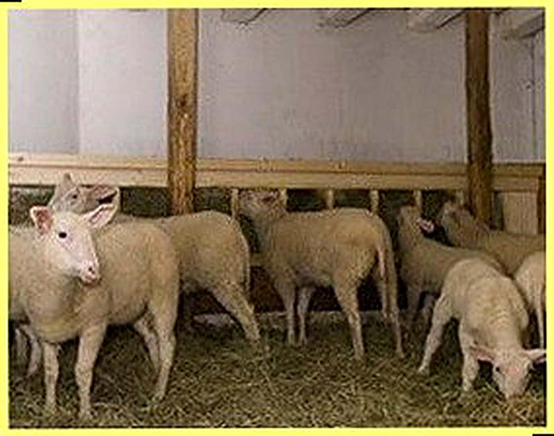 Устройство овчарни для овец