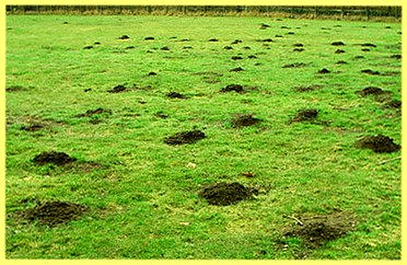 Эффективные методы борьбы с кротами