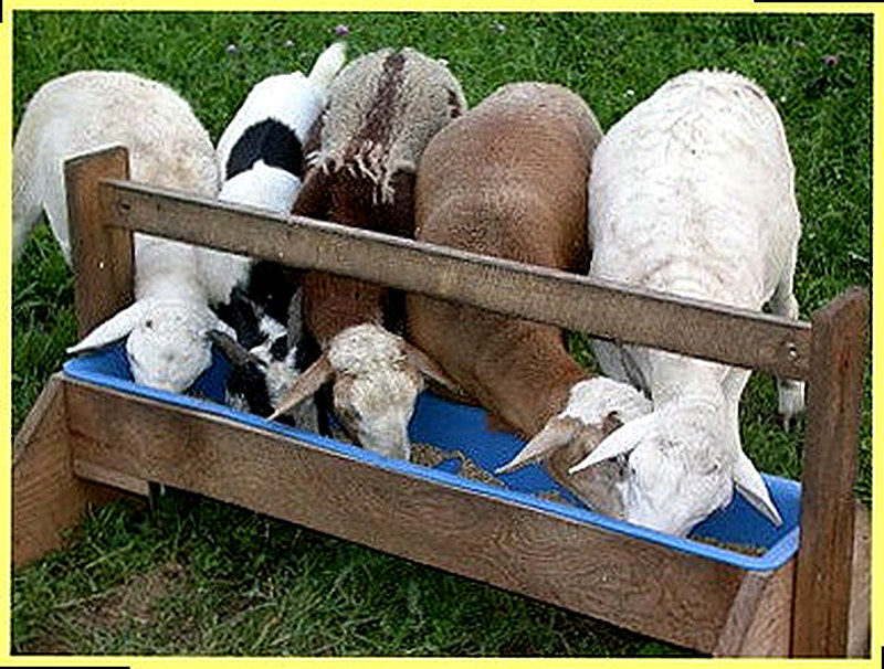 Кормление овец